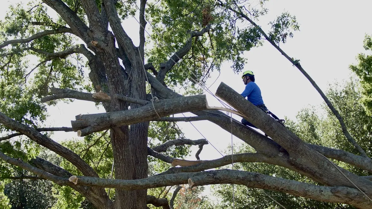 Professional Crown Thinning performed by certified arborists in Raiford